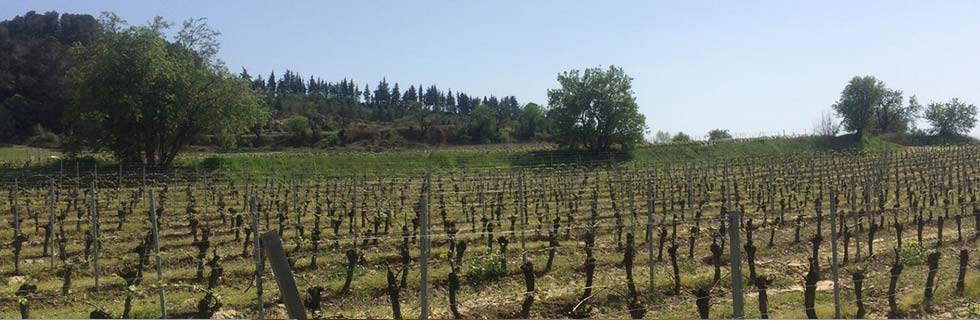 Gîtes à Murviel les Béziers, hérault, languedoc